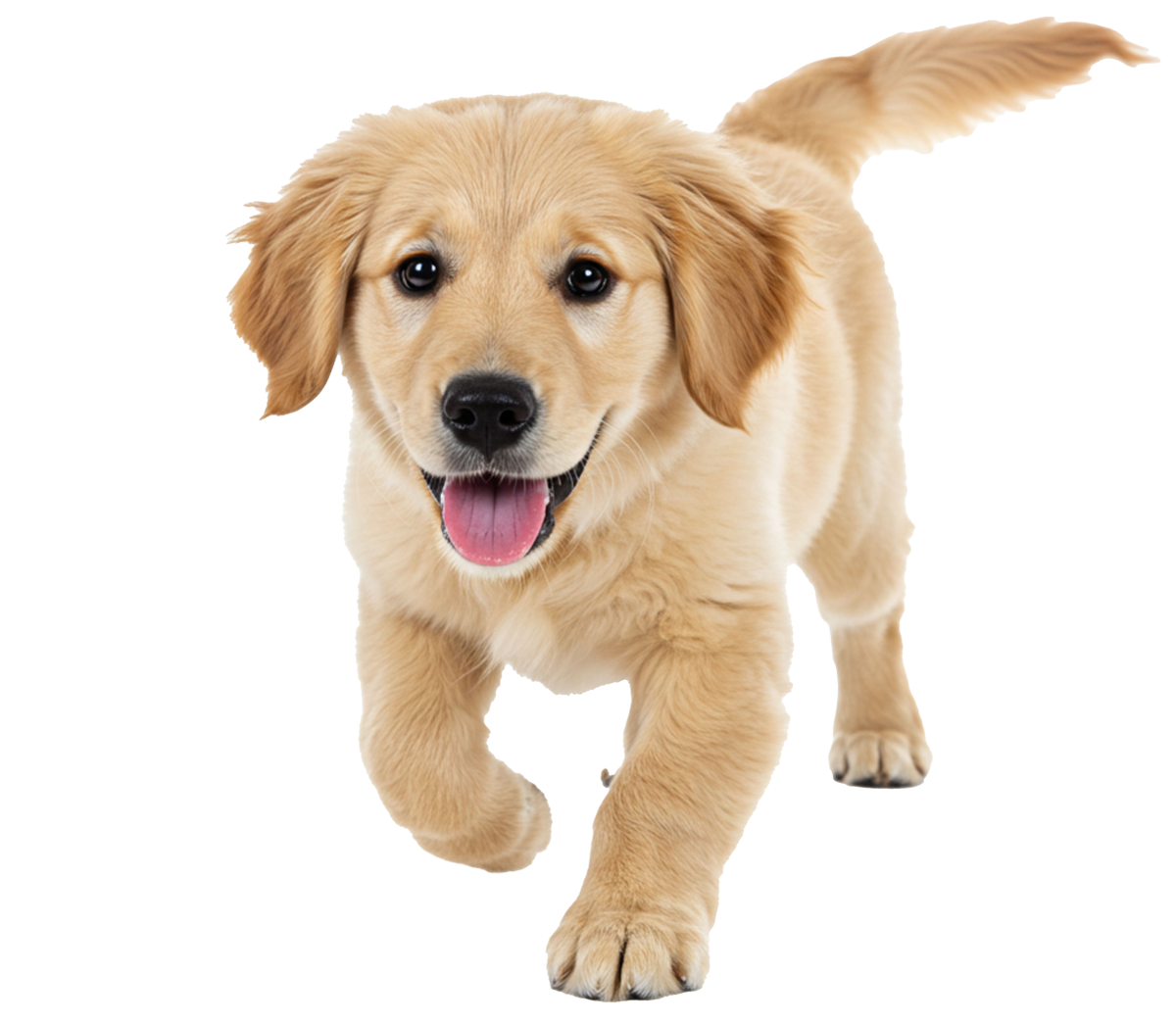 Puppy-2