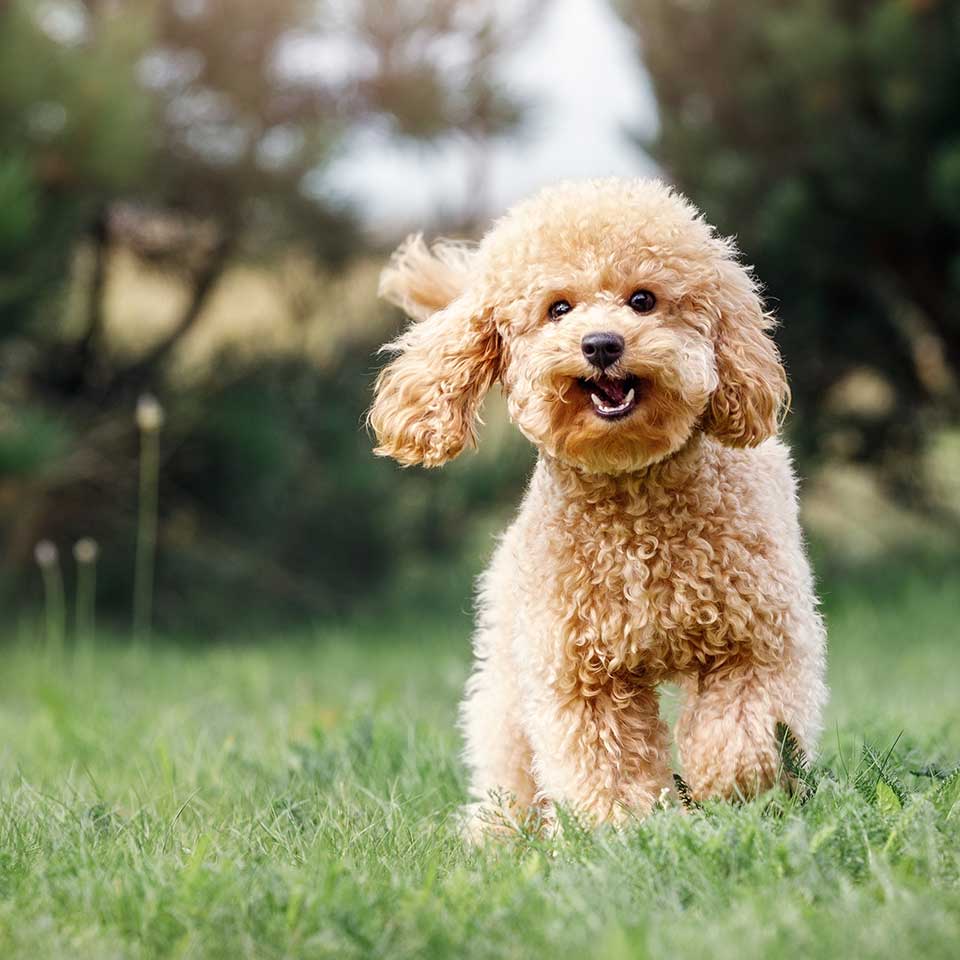 Happy-Puppy-4sq