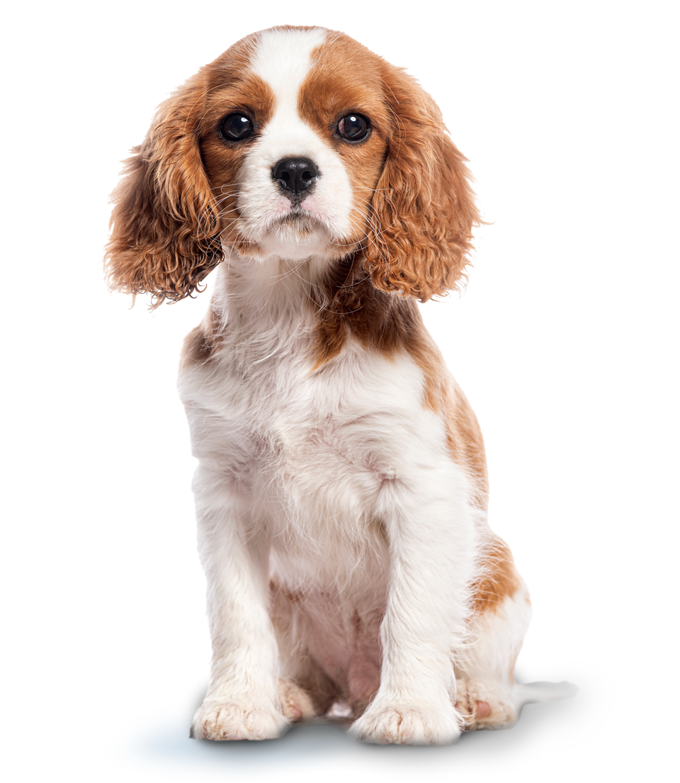 Puppy-Package-2